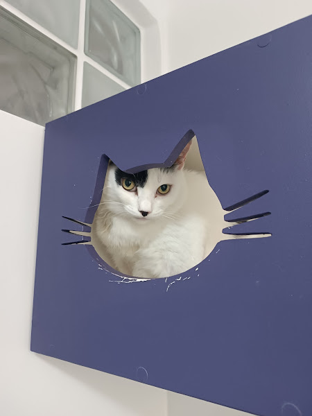 Foto 2 CAT para Gatos