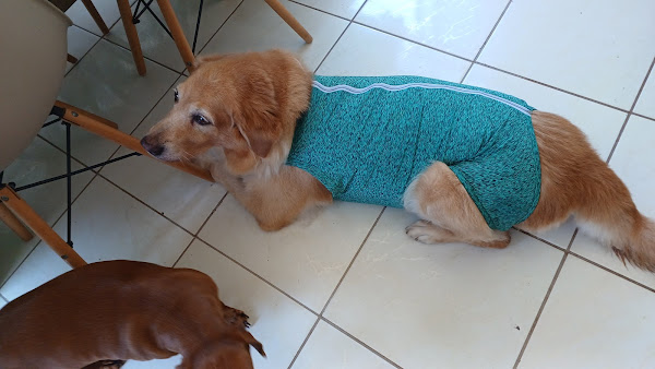 Foto 2 Maju PetShop e Veterinária