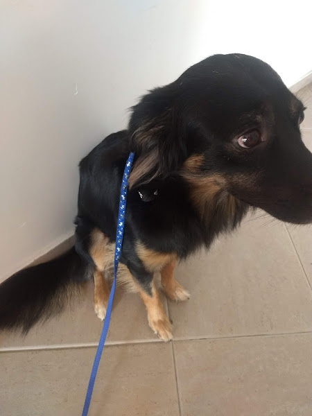 Veterinária Rio das Pedras Veterinária Rio das Pedras