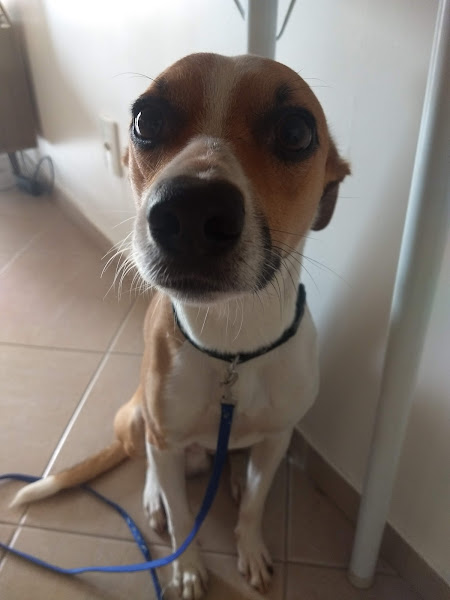 Foto 1 Veterinária Rio das Pedras