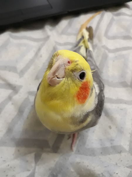 Foto 1 Prosilvestres