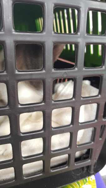 Clínica Veterinária Apaixonados por Quatro Patas - Unidade Flamengo