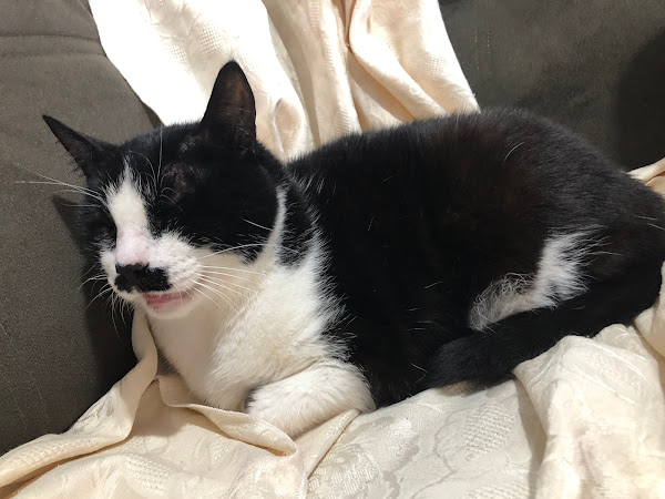 Foto 1 Clínica Veterinária Apaixonados por Quatro Patas - Unidade Flamengo