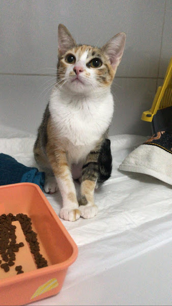 Foto 1 VETERINÁRIA KASTRUP