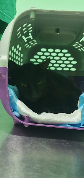 AUAU MIAU CLINICA VETERINÁRIA