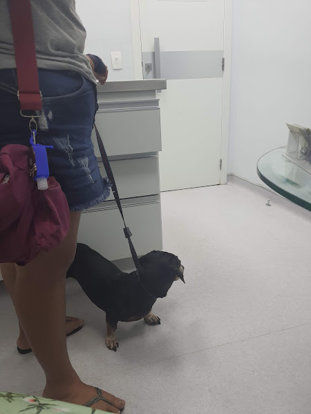 Ortopedia Veterinária