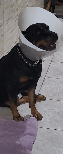 Veterinária Evolution