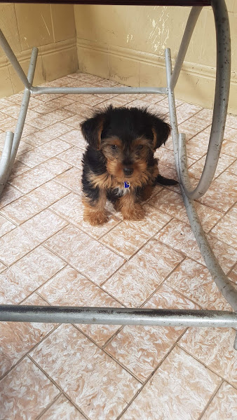 Marlene de Jesus Nogueira