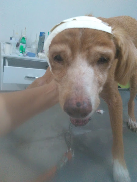 Foto 1 Marlene de Jesus Nogueira