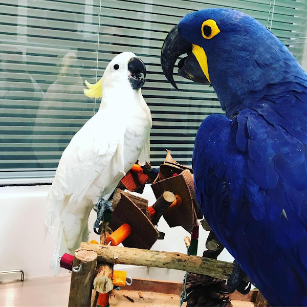 Clinica Bird Care - Clínica de Aves, Roedores e Silvestres (Hospital Veterinário 24 horas)