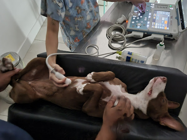 Foto 1 República Animal