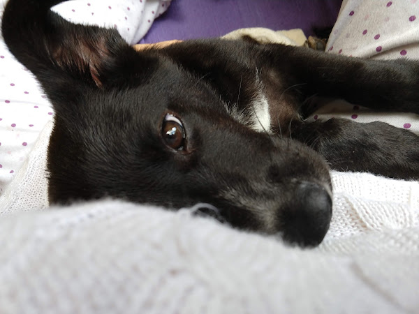 Foto 2 HOSPITAL POPULAR DE MEDICINA VETERINÁRIA -Unidade Barra da Tijuca