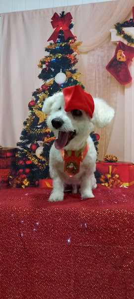 Foto 3 HOSPITAL POPULAR DE MEDICINA VETERINÁRIA -Unidade Barra da Tijuca