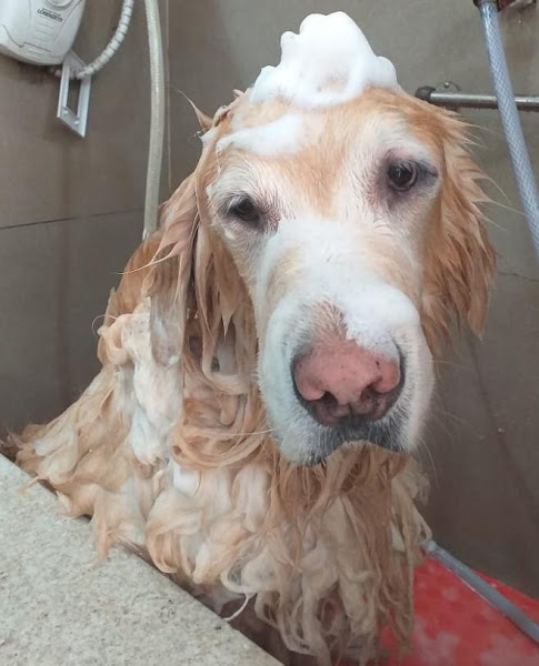 Foto 3 Pet Save - Veterinária/Petshop