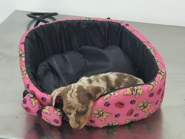 Foto 2 Hospital Popular de Medicina Veterinária - Unidade Praça Seca