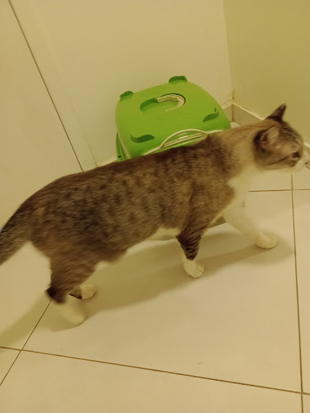 Foto 3 Hospital Popular Veterinário - Unidade São Conrado