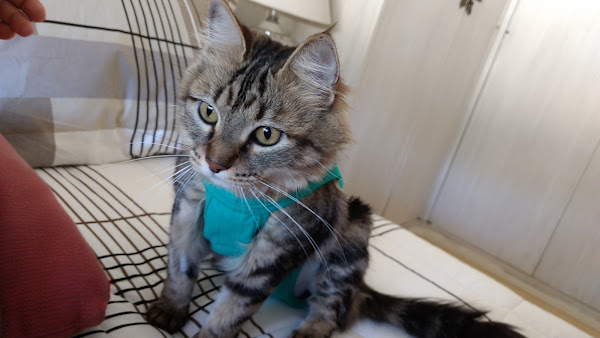 Foto 2 Gatos & gatos