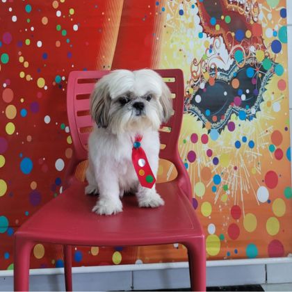 Consultório Veterinário Patas e Asas