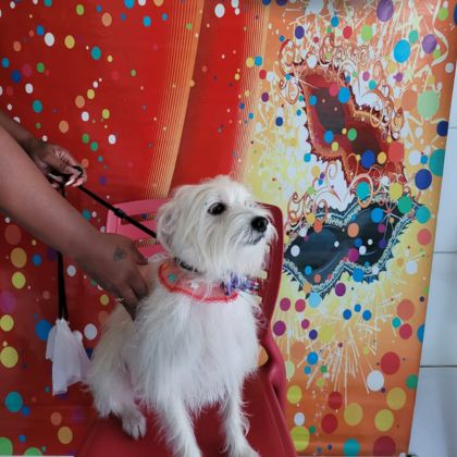 Foto 2 Consultório Veterinário Patas e Asas