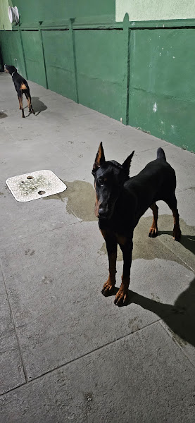 Veterinária Cãochambi