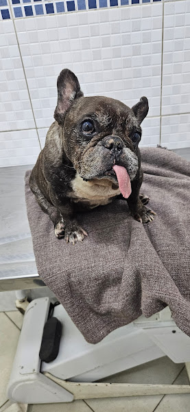 Foto 1 Veterinária Cãochambi