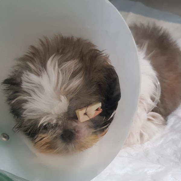 Foto 1 Campello Queiroz Clínica Veterinária