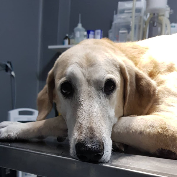 Foto 3 Campello Queiroz Clínica Veterinária