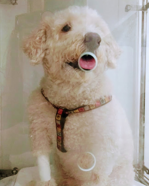 Foto 4 Campello Queiroz Clínica Veterinária