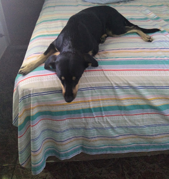 Consultório Veterinário Dra Lilian Maria