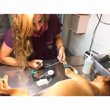 CIAV | Centro Intensivo de Apoio Veterinário