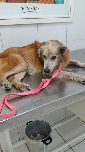 Foto 1 Consultório Veterinário Mauricio M. Coelho