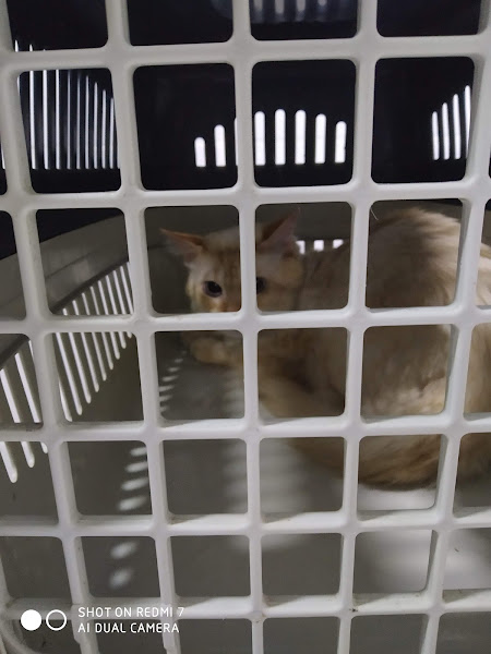 Foto 3 Consulta Veterinária em domicílio