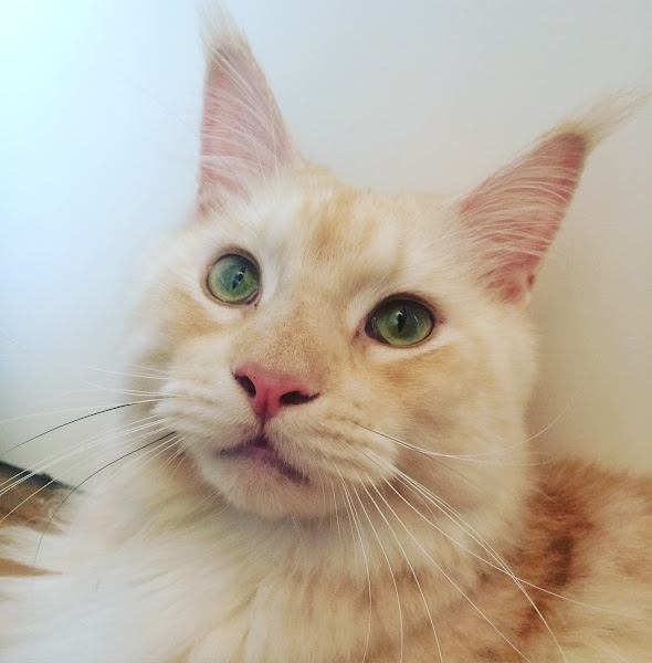 VetChi- Medicina Veterinária Holística