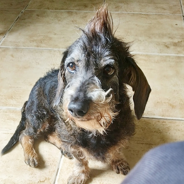 Foto 1 VetChi- Medicina Veterinária Holística