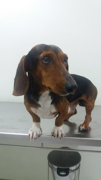 Foto 1 Veterinária Dra Maristela Previtera