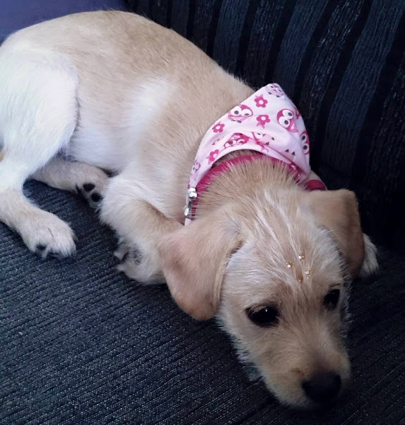 Foto 1 Veterinárias em Casa