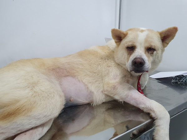 Apaixonados por Quatro Patas - Unidade Taquara