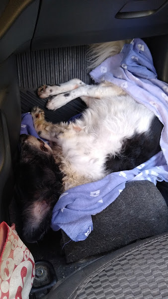 Foto 2 Apaixonados por Quatro Patas - Unidade Taquara