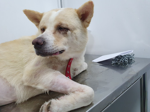 Foto 3 Apaixonados por Quatro Patas - Unidade Taquara