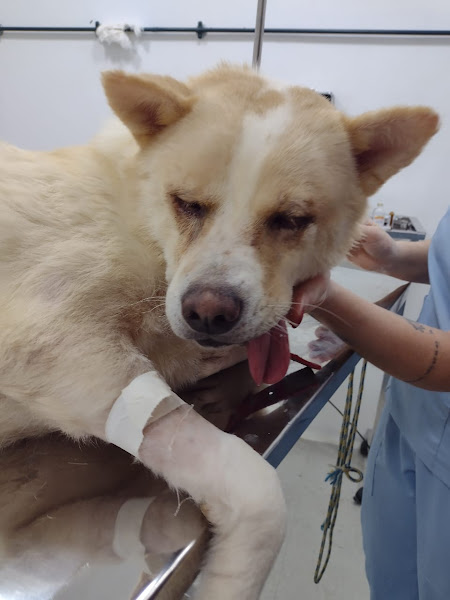 Foto 4 Apaixonados por Quatro Patas - Unidade Taquara