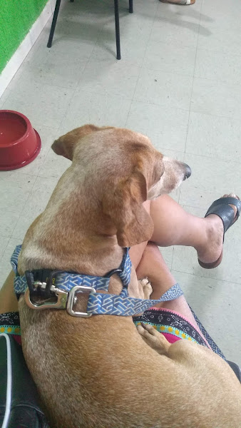 Foto 5 Apaixonados por Quatro Patas - Unidade Taquara