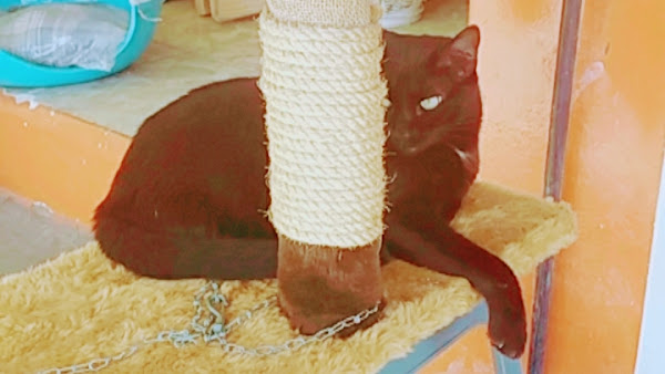 Foto 1 Dra. Mirian Maciel - Endocrinologia Veterinária