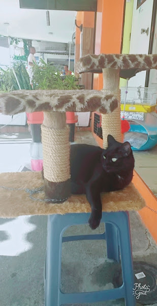 Foto 2 Dra. Mirian Maciel - Endocrinologia Veterinária