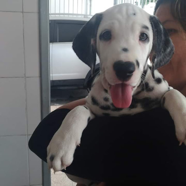 Clínica Veterinária Sulavet Popular