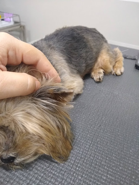 Foto 3 Ilha Vet Center - Clínica Veterinária