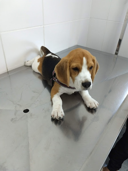 Foto 3 CMVI - Clínica Veterinária