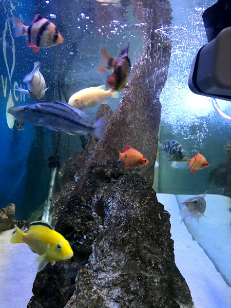 Foto 2 Clínica Veterinária Coelho Neto