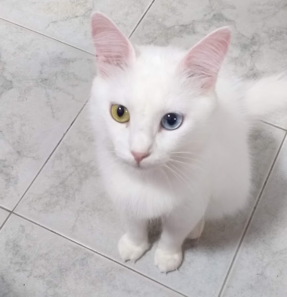 Clinica Veterinária Jardim Oceânico