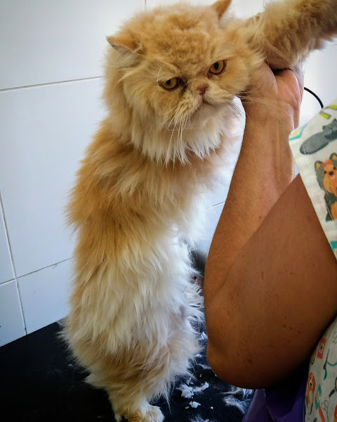 Clínica Veterinária AMIVET