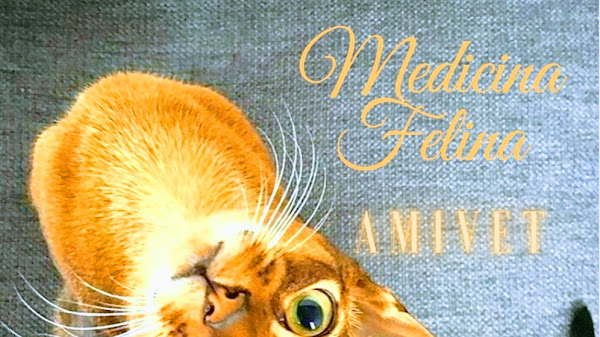 Foto 1 Clínica Veterinária AMIVET